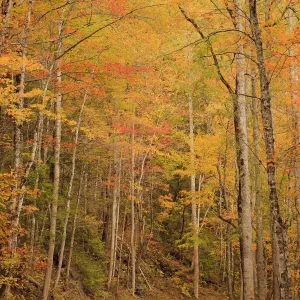 USA, Tennessee. Fall foliage along the Little River in the Smoky Mountains USA, Tennessee. Fall foliage along the Little River in the Smoky Mountains