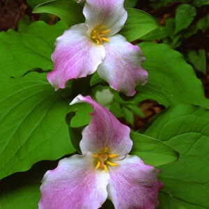 USA; Tennessee, Great Smoky Mountains National Park, Trllium Wildflowers