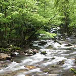 USA, Tennessee, Great Smoky Mountains National Park. Cascading stream landscape. Credit as
