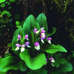 USA; Tennessee; Showy Orchis Wildflowers in Great Smoky Mountain National Park