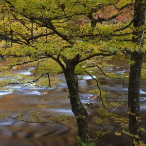 USA, Tennessee. Trees along the Little River in the Smoky Mountains USA, Tennessee. Trees along the Little River in the Smoky Mountains