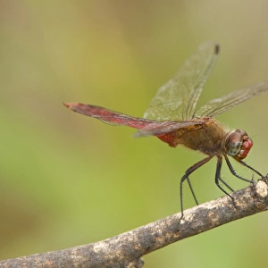 USA, Texas, Bentsen Rio Grande Valley State Park. Male red-tailed pennant dragonfly on limb