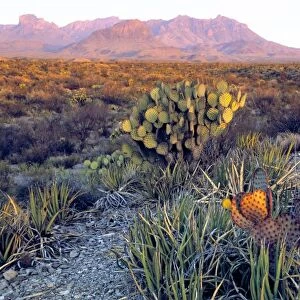 USA, Texas, Big Bend NP. A sandy pink dusk settles over the Chisos Mountains, in
