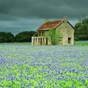 USA, Texas. Bluebonnets surround this abandoned ranch house near Marble Falls. Credit as