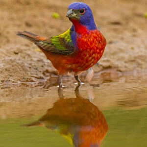 USA, Texas, Hidalgo County. Close-up of male painted bunting reflected in water. Credit as