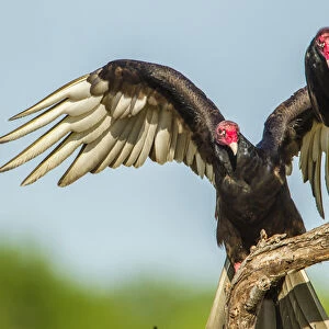 USA, Texas, Hidalgo County. Close-up of two turkey vultures on limb
