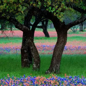 Prints of USA Prints: Texas
