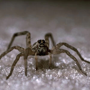 USA, Texas, Mesquite, Giant Wolf Spider (Hogna carolinensis) in house