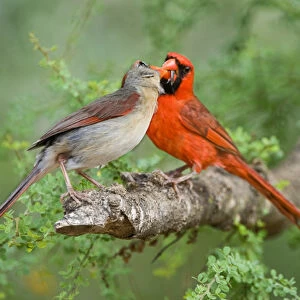 USA, Texas, Rio Grande Valley. Mated pair of northern cardinals exchange food in a breeding display