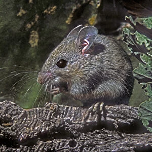 USA, Texas, Rio Grande Valley, McAllen. Close-up of wild deer mouse eating on log