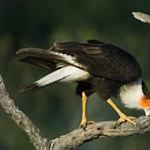 USA, Texas, Rio Grande Valley, Starr County. Crested caracara cleaning bill on tree limb