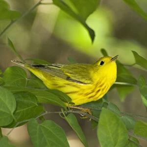 USA, Texas, South Padre Island. Male yellow warbler in shrubs
