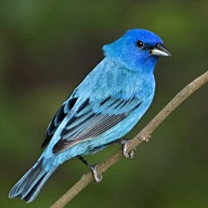 USA, Texas, South Padre Island. Portrait of indigo bunting male on branch