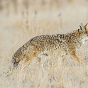 USA, Utah, Antelope Island State Park, an adult coyote wanders through a grassland
