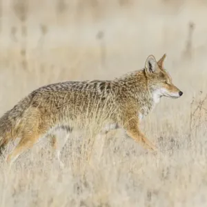 Antelope Island State Park Coyote Print Antelope Island State Park Coyote Print
