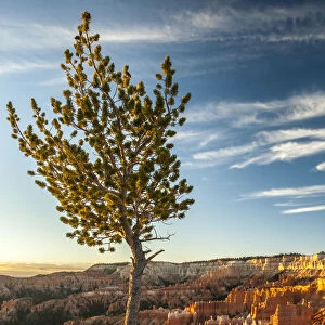 USA, Utah, Bryce Canyon National Park. Sunrise on ponderosa pine and canyon. Credit as