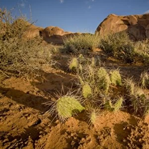 USA, Utah, Canyonlands National Park, along Colorado River south of Moab, prickly