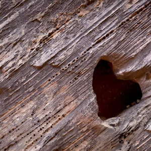 USA, Utah, Capitol Reef National Park. Heart-shaped hole in rock