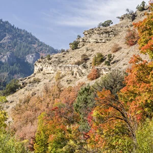 USA, Utah. Fall color with aspens along Logan Canyon