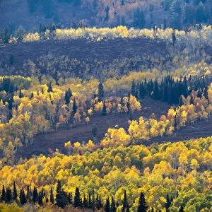 USA, Utah. Logan Canyon, colorful aspens