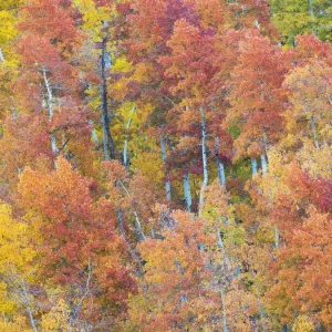 USA, Utah. Logan Canyon, colorful aspens USA, Utah. Logan Canyon, colorful aspens