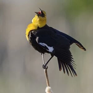 USA, Utah. Male yellow-headed blackbird (Xanthocephalus xanthocephalus) give territorial