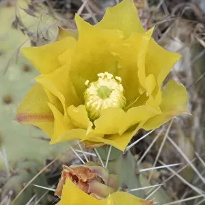 USA, Utah. Prickly pear cactus bloom, Arches National Park