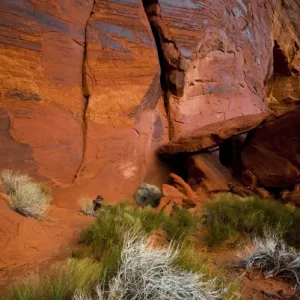 USA, Utah. Reddish rock face and vegetation