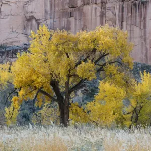 Capital Reef National Park Print - Sandstone Cliff and Autumn Cottonwoods