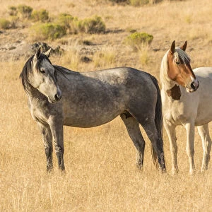 USA, Utah, Tooele County. Wild horses close-up