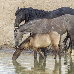 USA, Utah, Tooele County. Wild horses drinking from waterhole