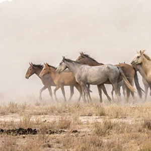 USA, Utah, Tooele County. Wild horses and dust