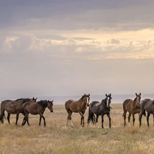 USA, Utah, Tooele County. Wild horses walking