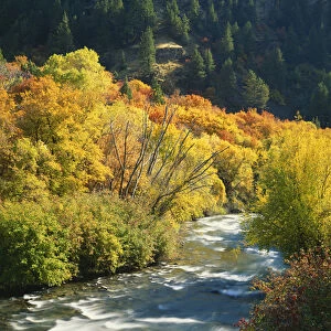 USA, Utah, Wasatch-Cache National Forest, Maples (Acer Grandidentatum) and birches