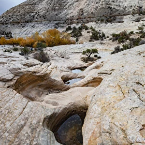USA, Utah. Waterpockets and autumnal cottonwood trees, Grand Staircase-Escalante National