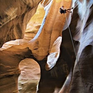 USA, Utah, Zion National Park. A female canyoneer rappels into the Golden Cathedral of Pine Creek