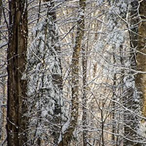 USA, Vermont, Morrisville, snow covered forest full of trees