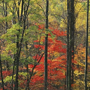 USA, Virginia, Appalachian Mountains, Blue Ridge Parkway, Autumn forest near Peaks