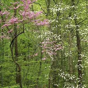 USA, Virginia, Arlington County, Eastern Redbud and Flowering Dogwood