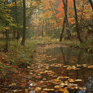 USA, Virginia, Autumn in Douthat State Park