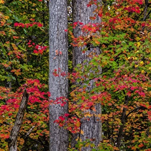 USA, Virginia, Great Falls Park. Autumn colors on trees