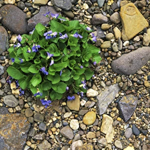 USA, Virginia, Rockbridge County, Common Blue Violets