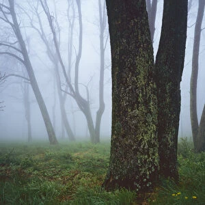 USA, Virginia, Shenandoah National Park, Fog in forest