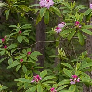 USA, WA, Whidbey Island, Fort Ebey State Park. Native rhododendron (Rhododendron