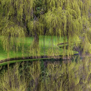 USA, Washington, Bainbridge Island. Weeping willow and pond