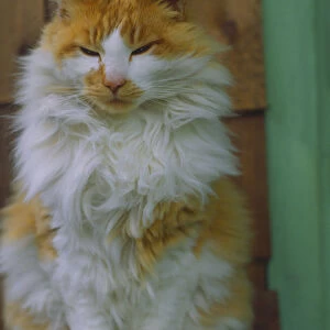 USA, Washington, Bellingham. Fluffy orange cat on ledge