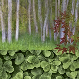 USA, Washington. Collage of alder trees and oxalis