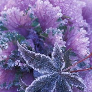 USA, Washington, Mill Creek Frost-covered shrubs and maple leaf