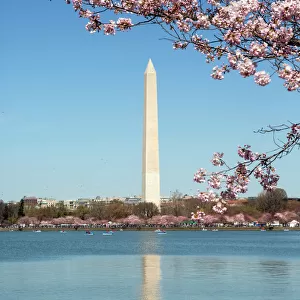 USA, Washington D. C. The Washington Monument framed by cherry blossoms