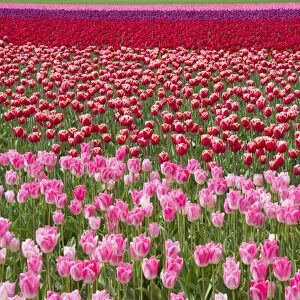 USA, Washington. Field of multicolored tulips